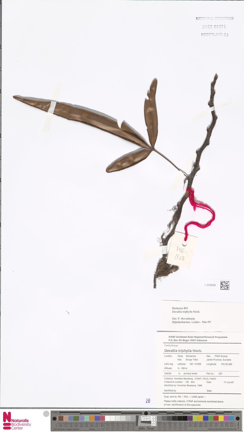 Davallia triphylla photo 3