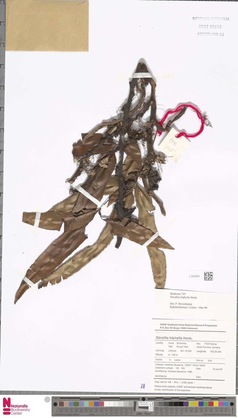 Davallia triphylla photo 4