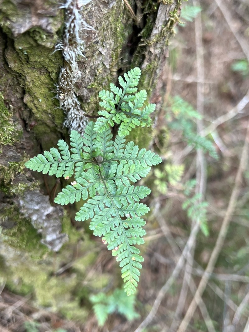 Davallia tyermanii