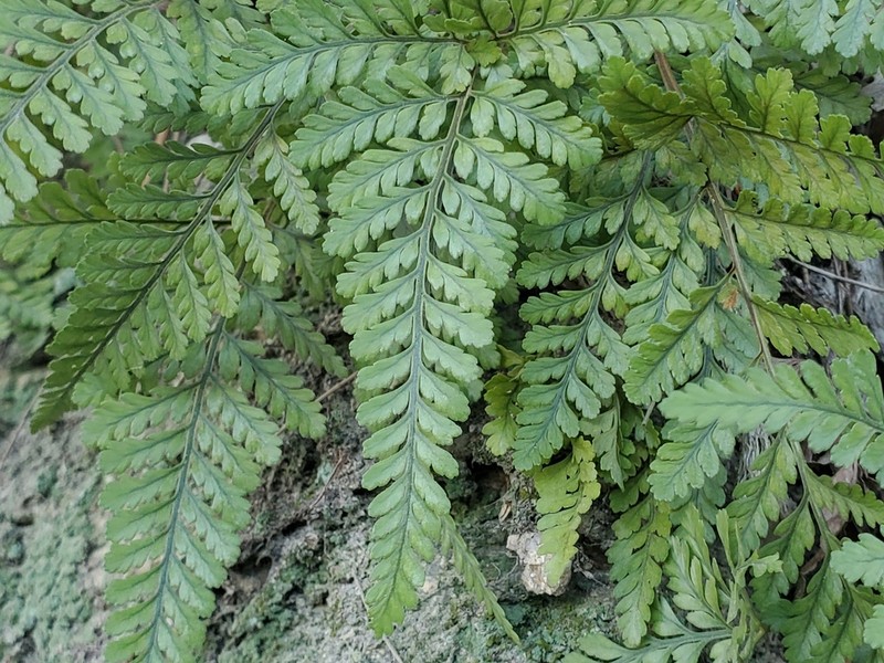 Davallia tyermanii photo 2