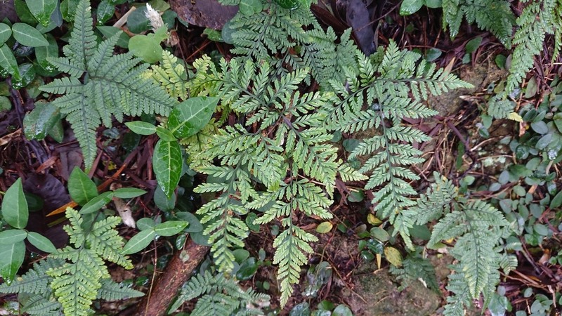 Davallia tyermanii photo 3