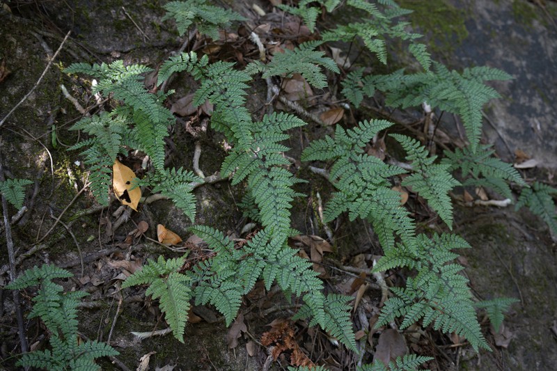 Davallia tyermanii photo 4