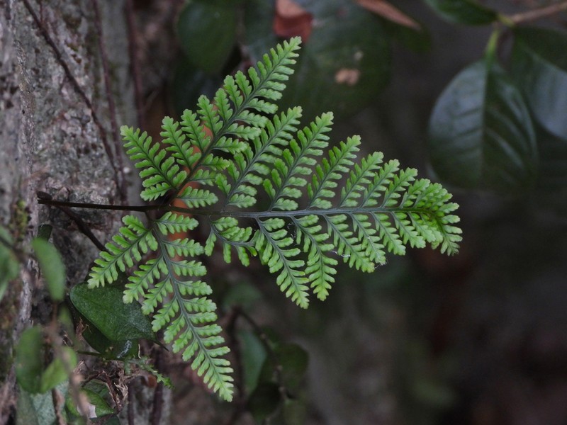 Davallia tyermanii photo 6