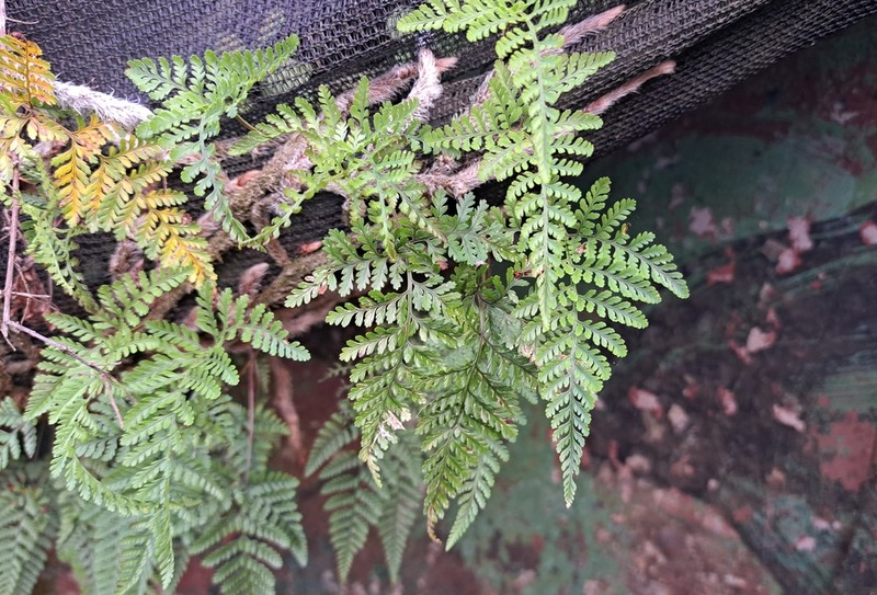 Davallia tyermanii photo 8
