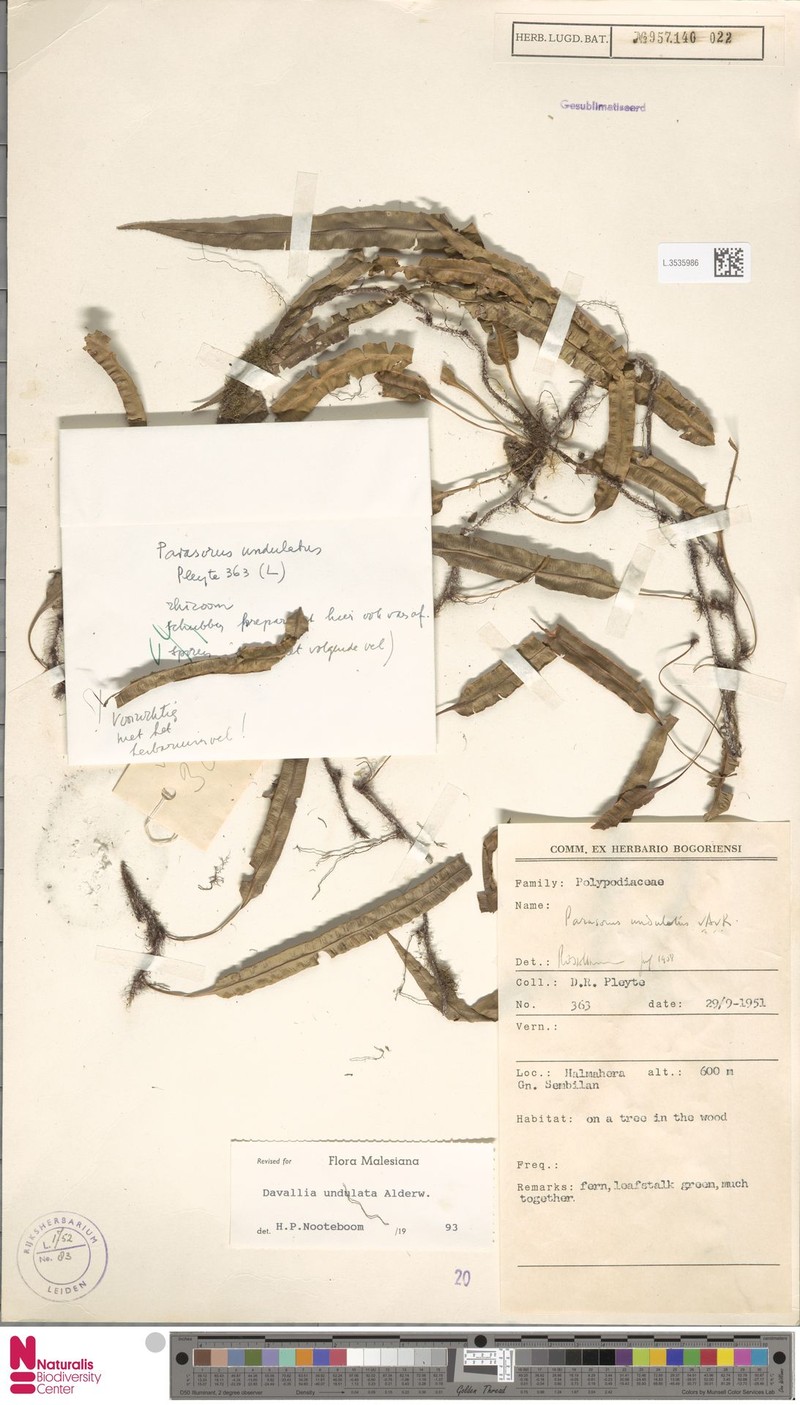 Davallia undulata