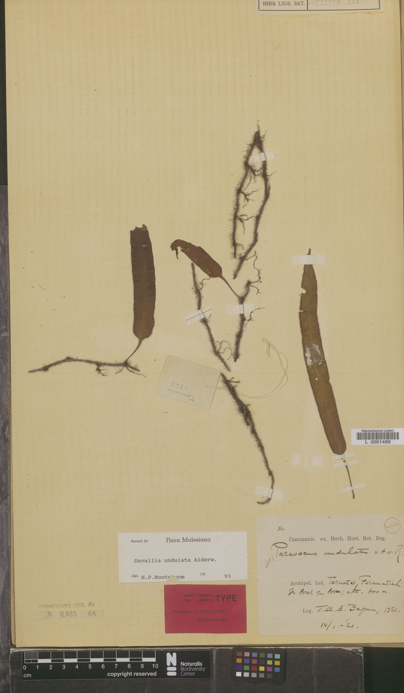 Davallia undulata photo 2
