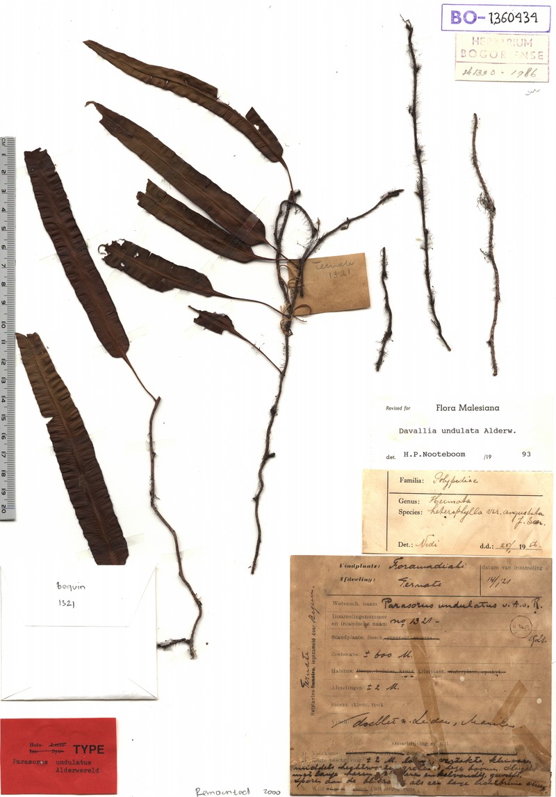 Davallia undulata photo 3