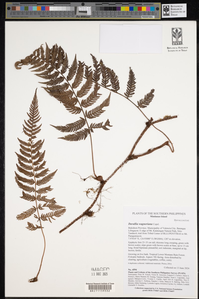 Davallia wagneriana
