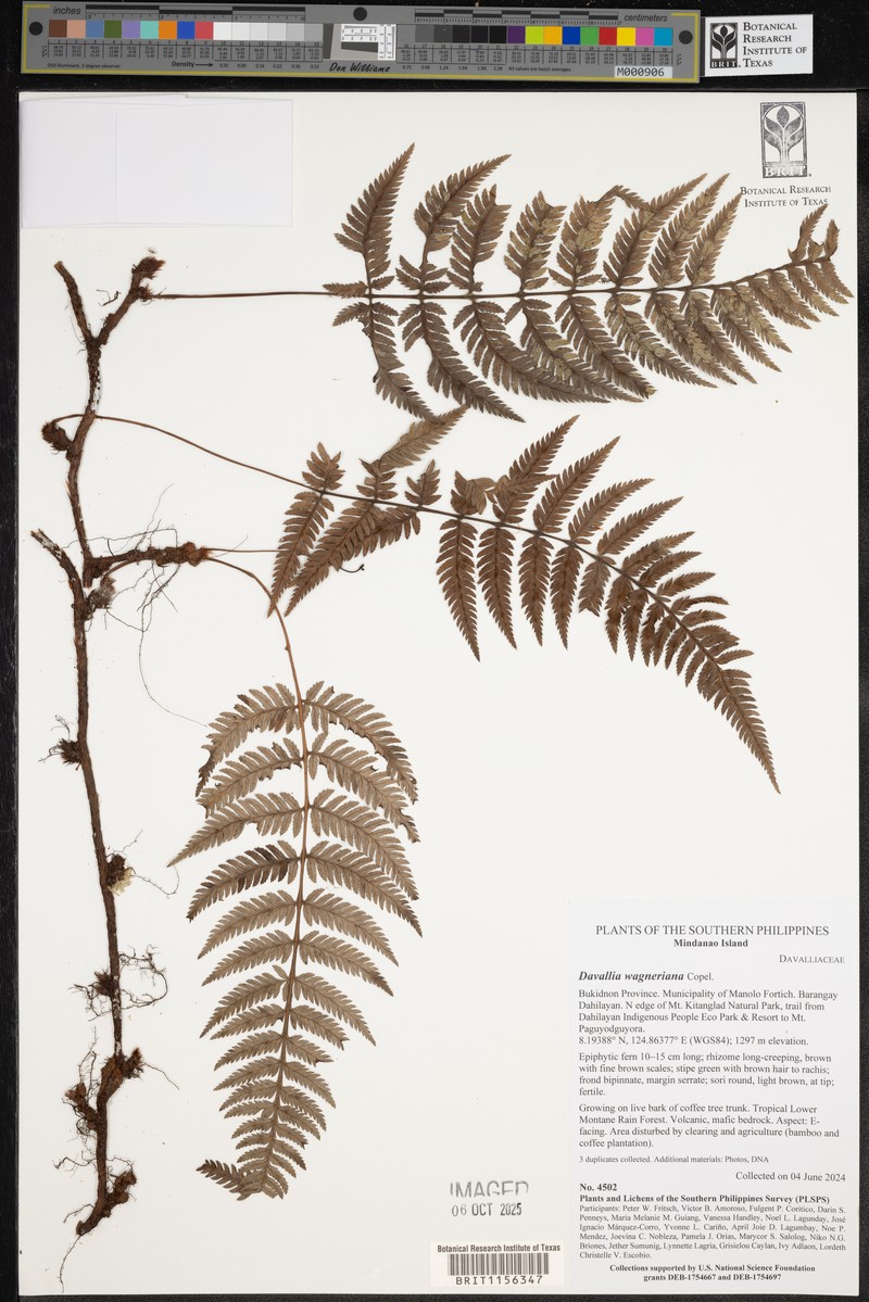 Davallia wagneriana photo 2