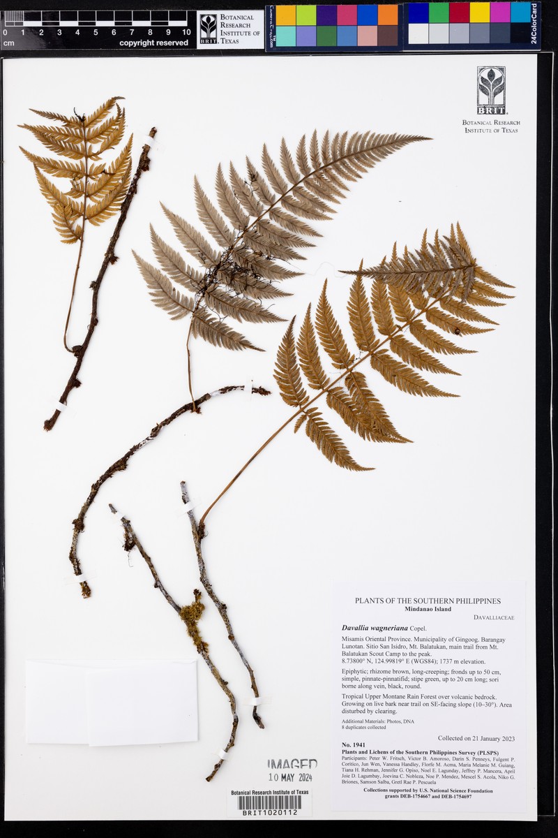 Davallia wagneriana photo 3