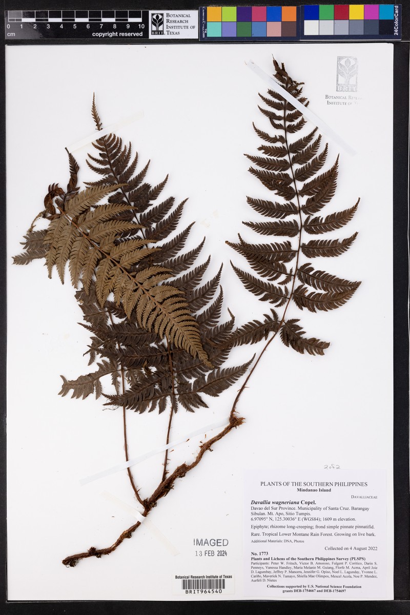 Davallia wagneriana photo 4