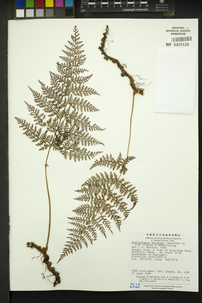 Davallodes beddomei
