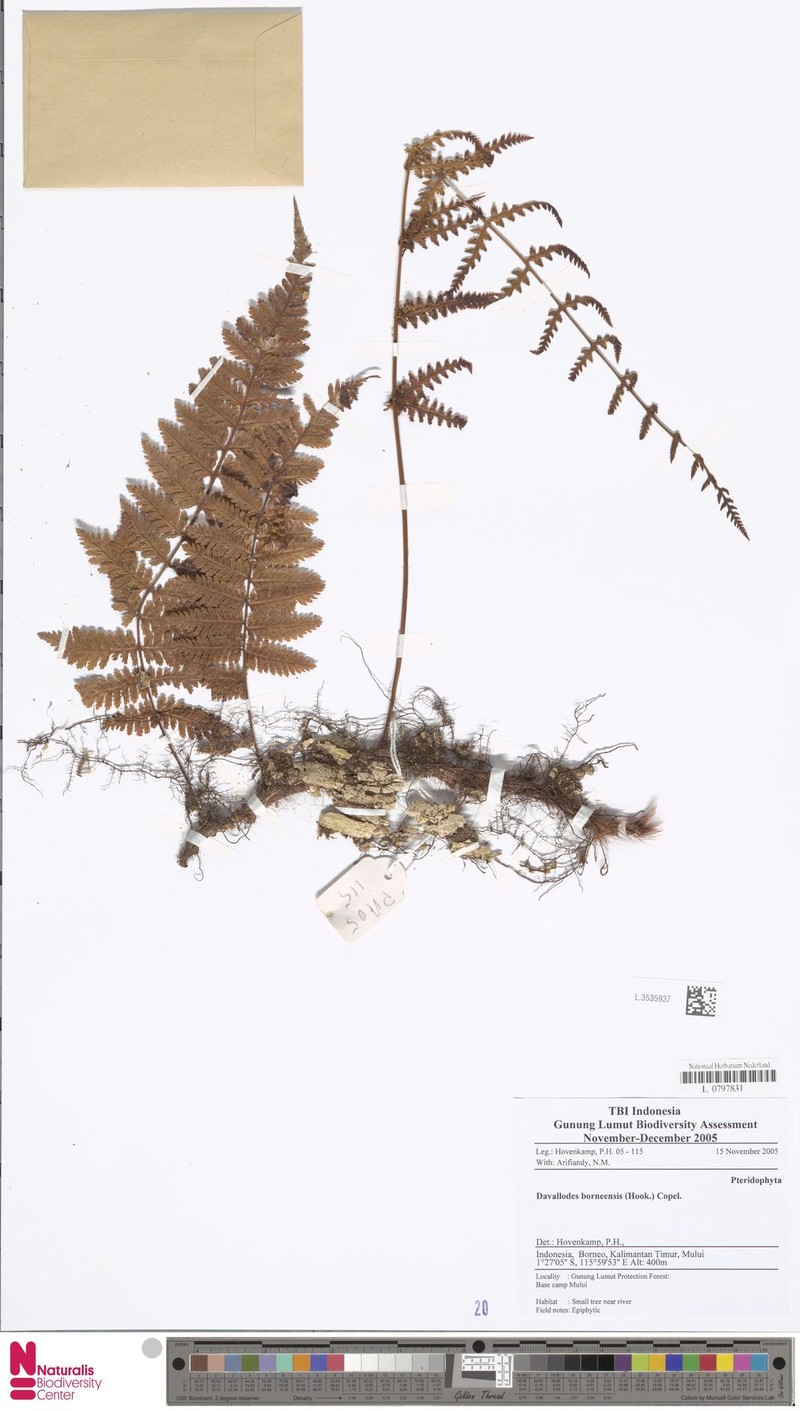Davallodes borneensis