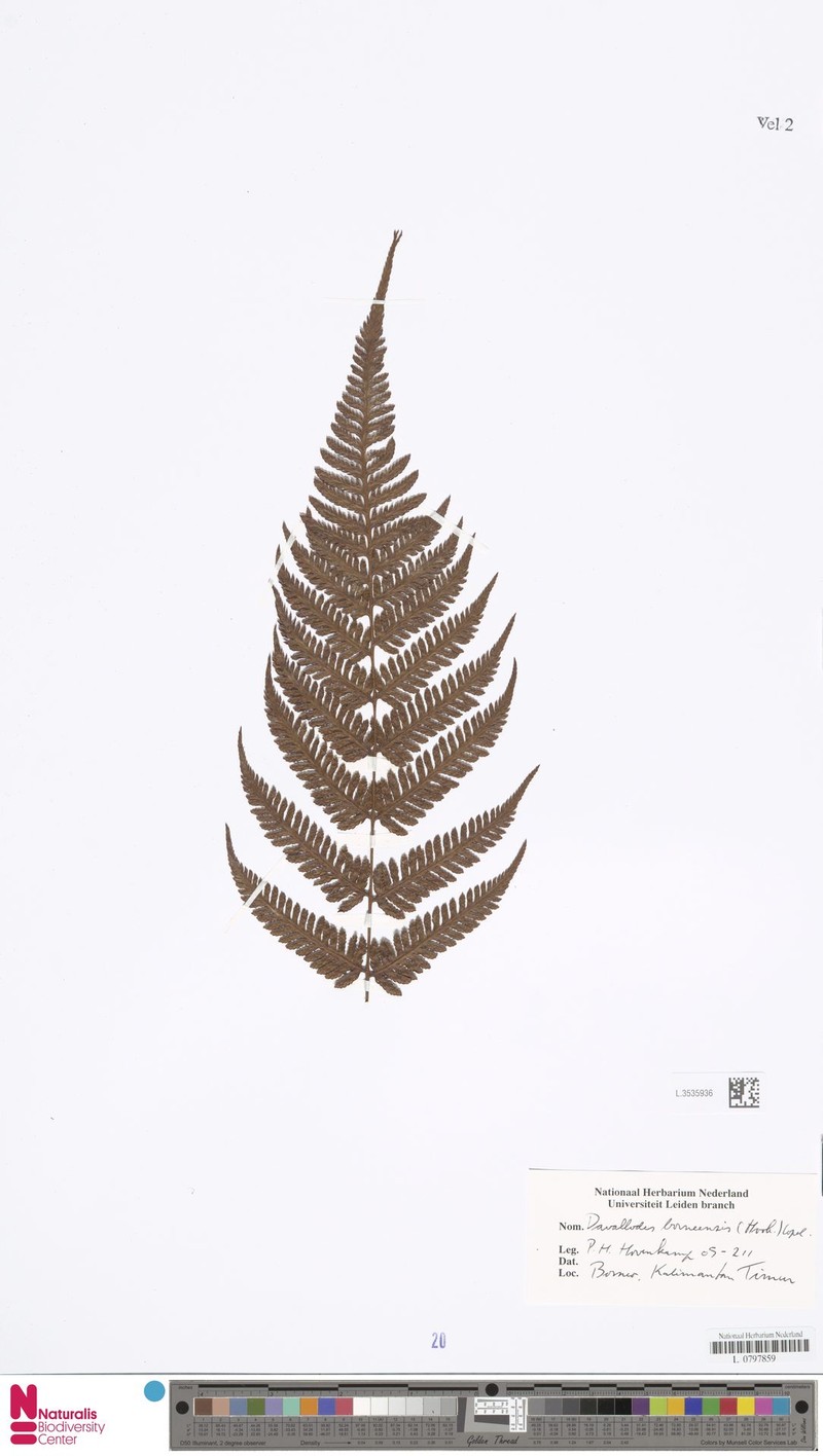 Davallodes borneensis photo 2