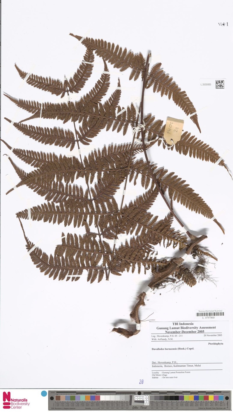 Davallodes borneensis photo 3