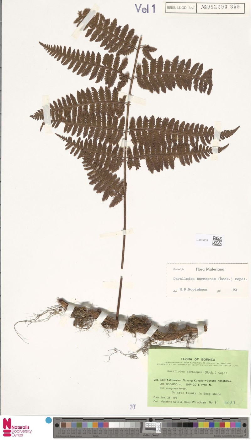 Davallodes borneensis photo 4