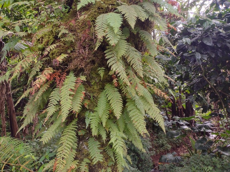 Davallodes hirsuta photo 2