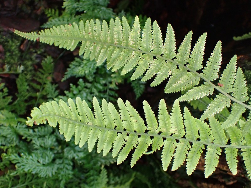 Davallodes hirsuta