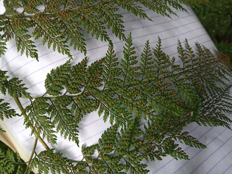 Davallodes hymenophylloides
