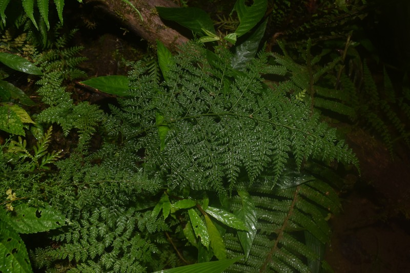Davallodes hymenophylloides photo 2