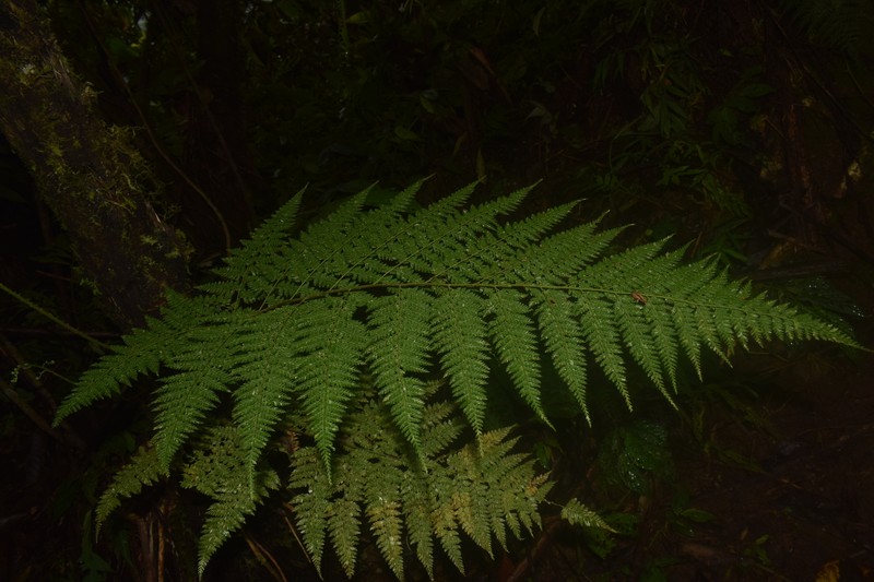Davallodes hymenophylloides photo 3