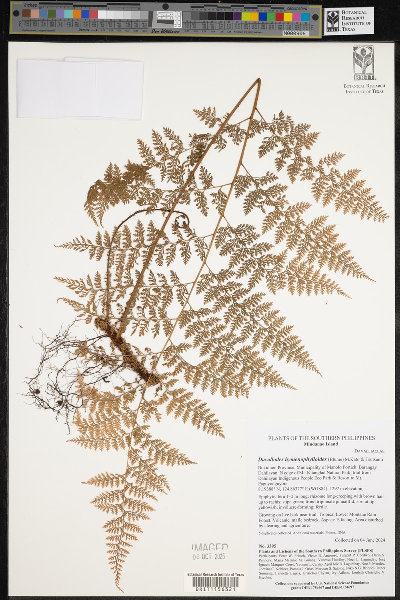 Davallodes hymenophylloides photo 4