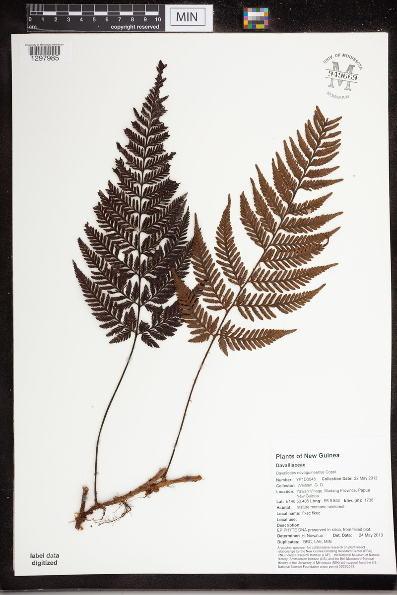 Davallodes novoguineensis