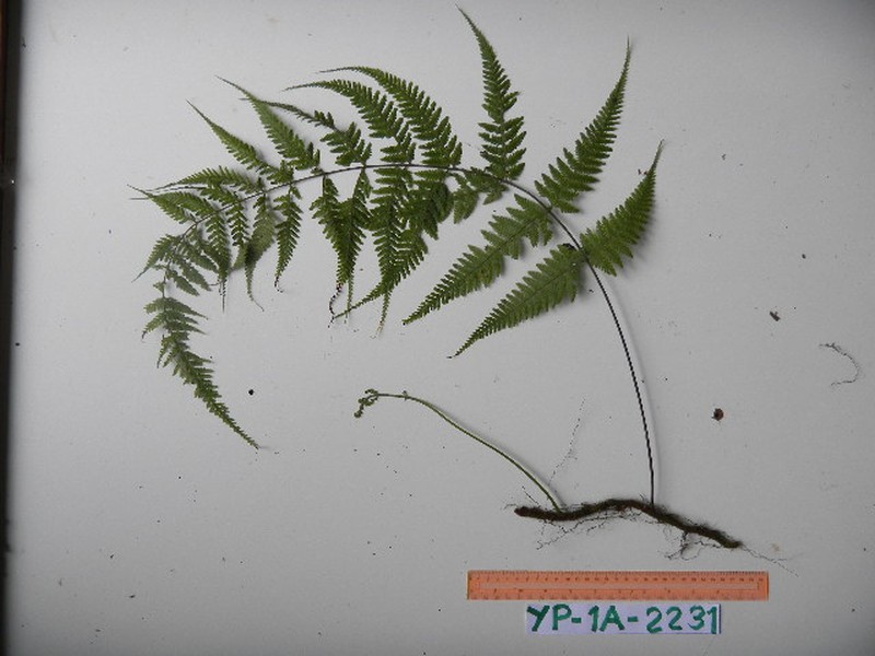 Davallodes novoguineensis photo 2