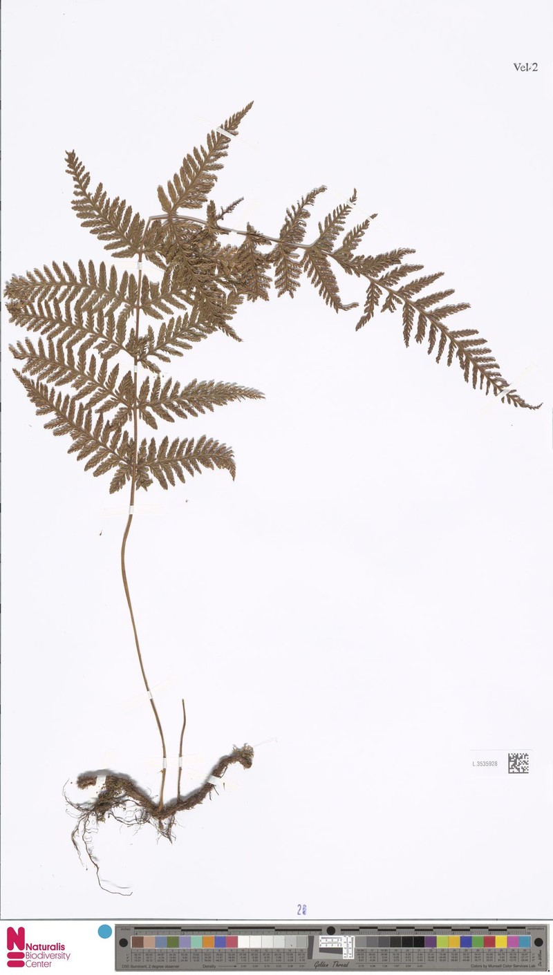 Davallodes novoguineensis photo 3