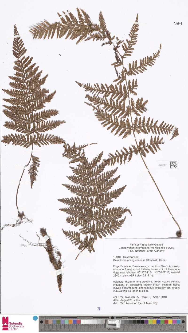 Davallodes novoguineensis photo 4
