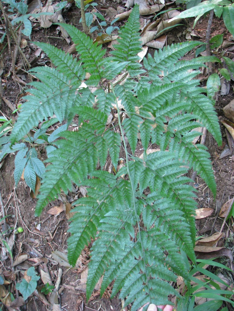 Davallodes pulchra
