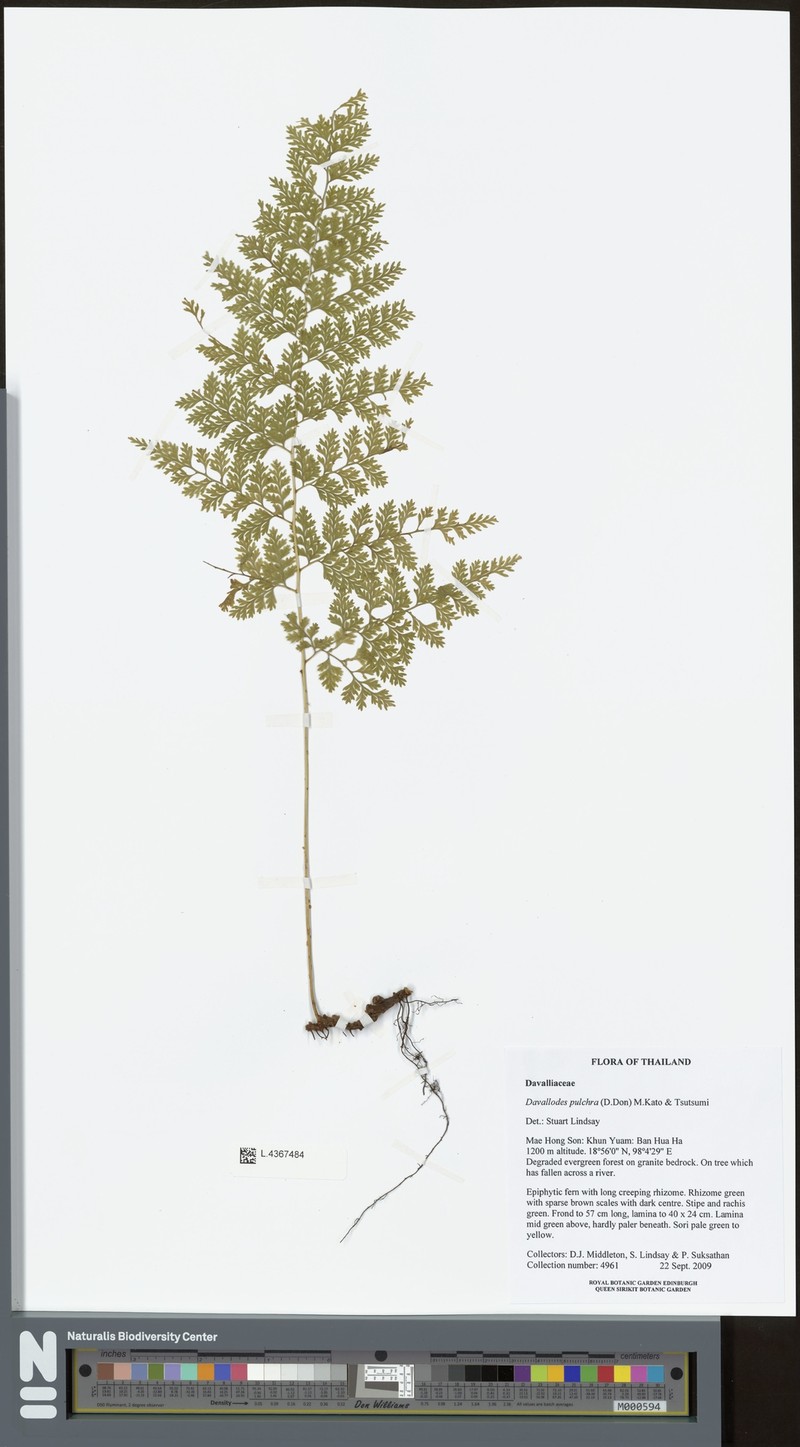 Davallodes pulchra photo 2