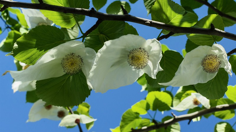 Davidia involucrata