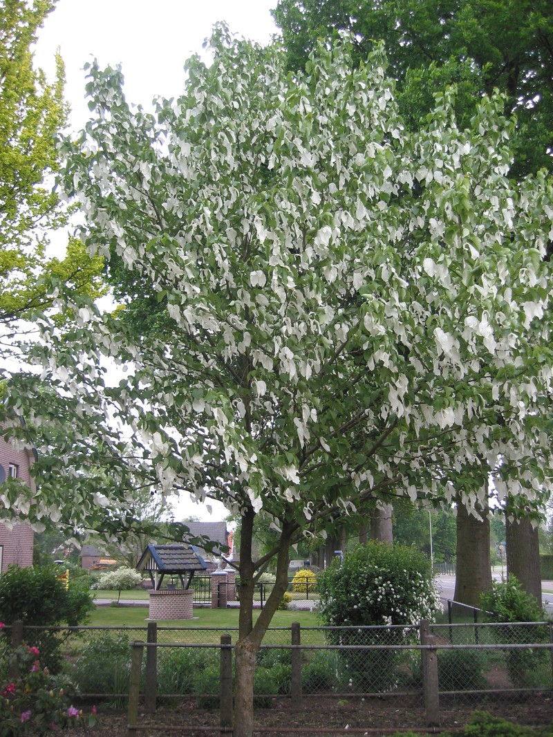 Davidia involucrata photo 2