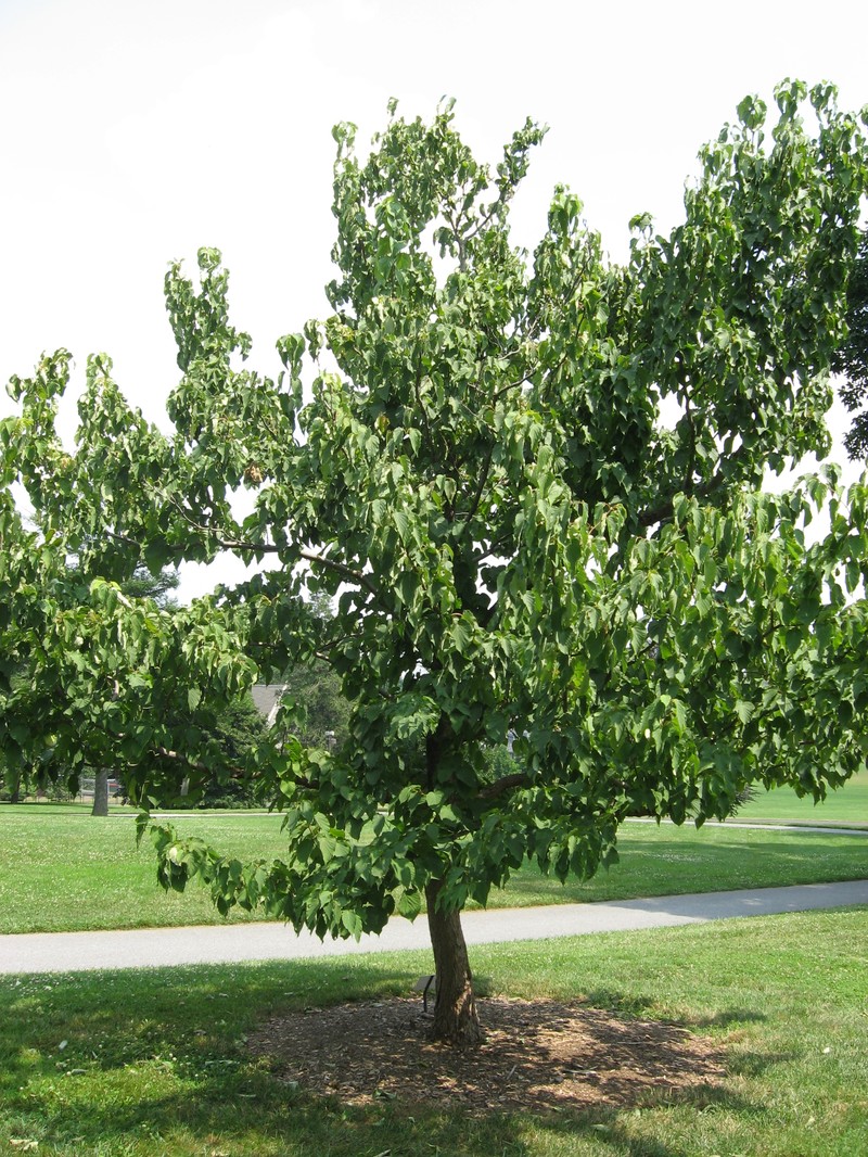 Davidia involucrata photo 3