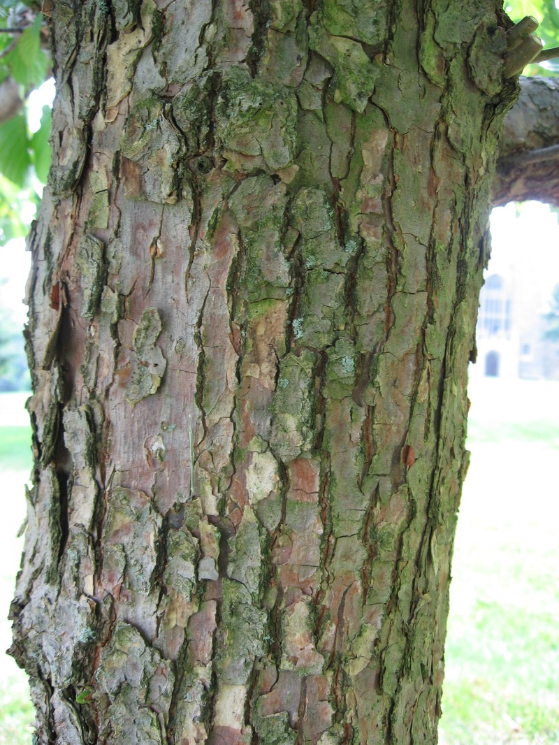 Davidia involucrata photo 4