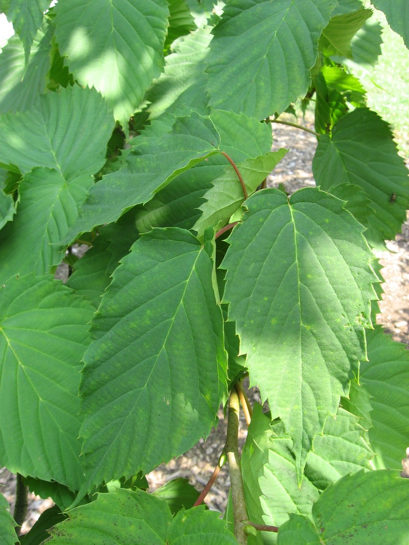 Davidia involucrata photo 5