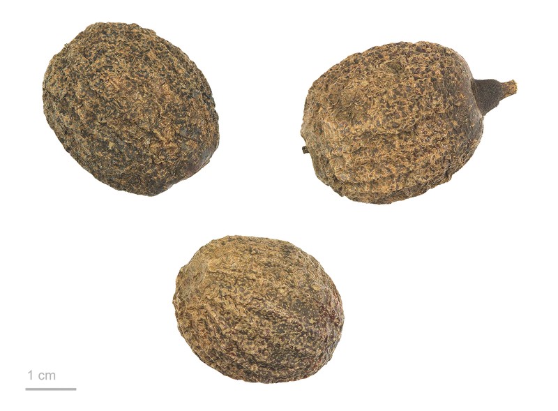 Davidia involucrata photo 6