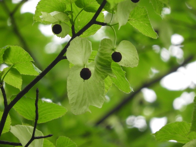 Davidia involucrata photo 7