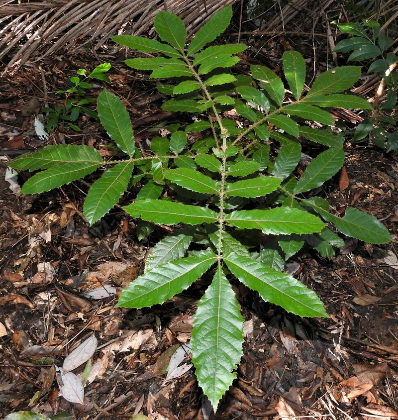 Davidsonia jerseyana