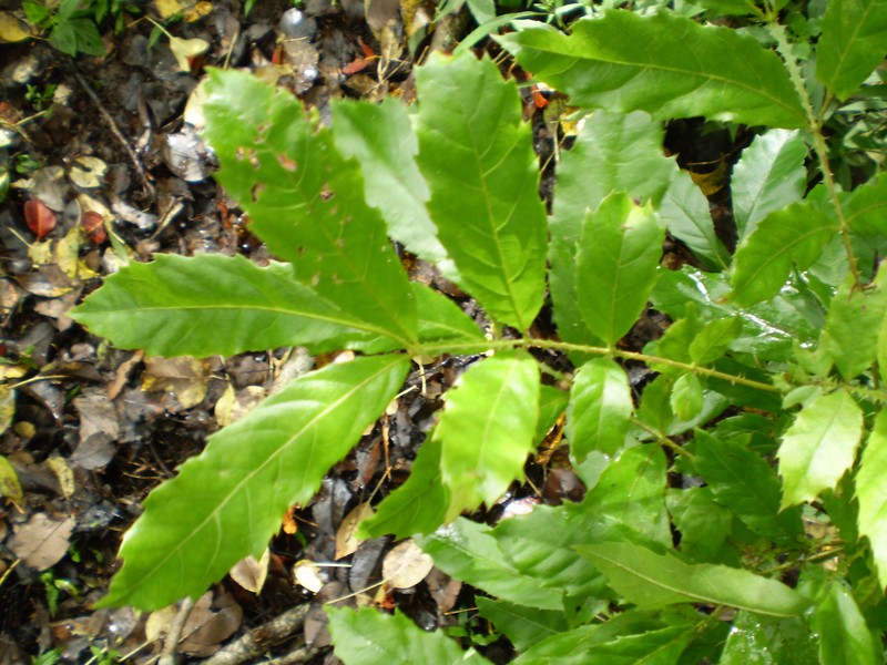 Davidsonia johnsonii