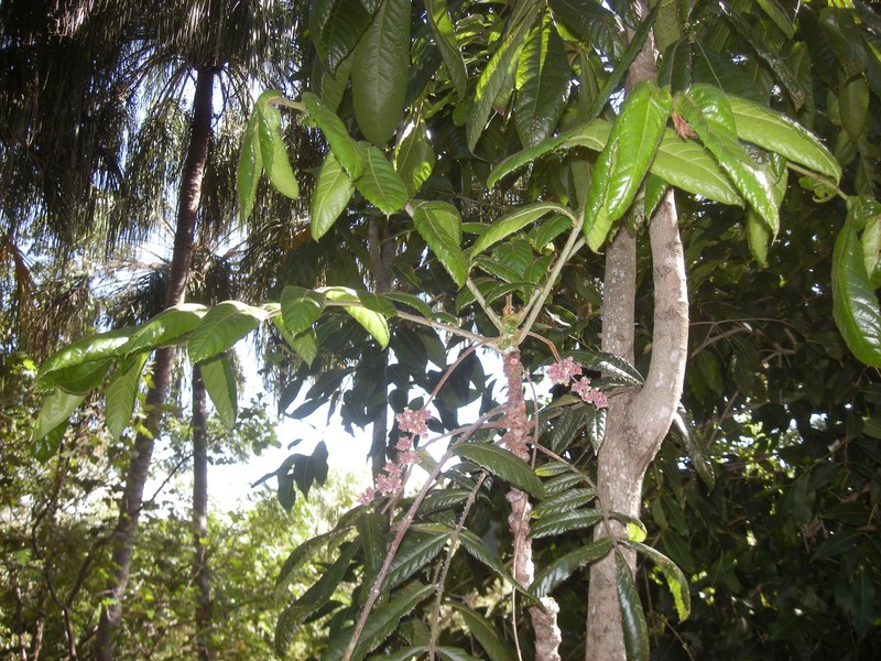 Davidsonia pruriens