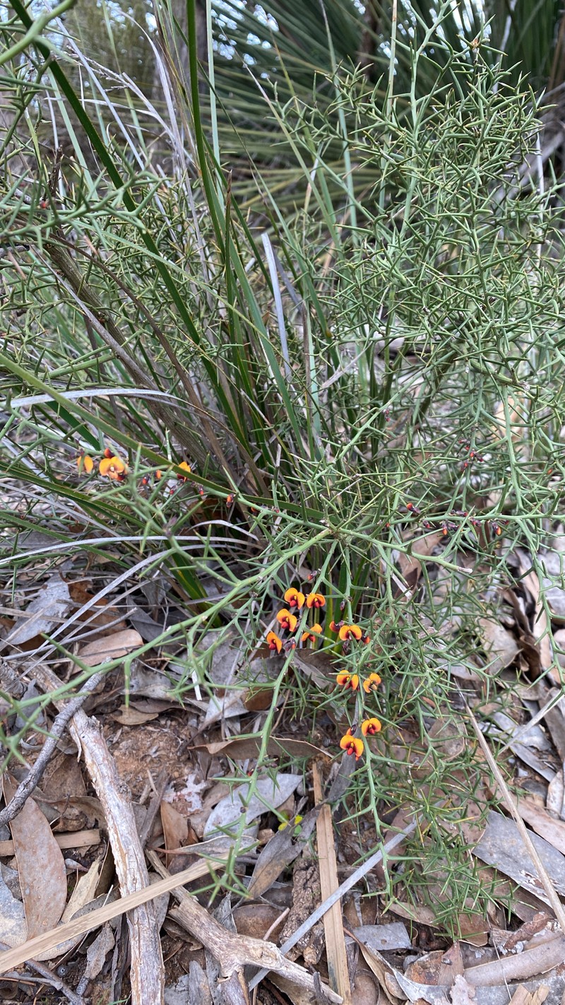 Daviesia asperula subsp. asperula