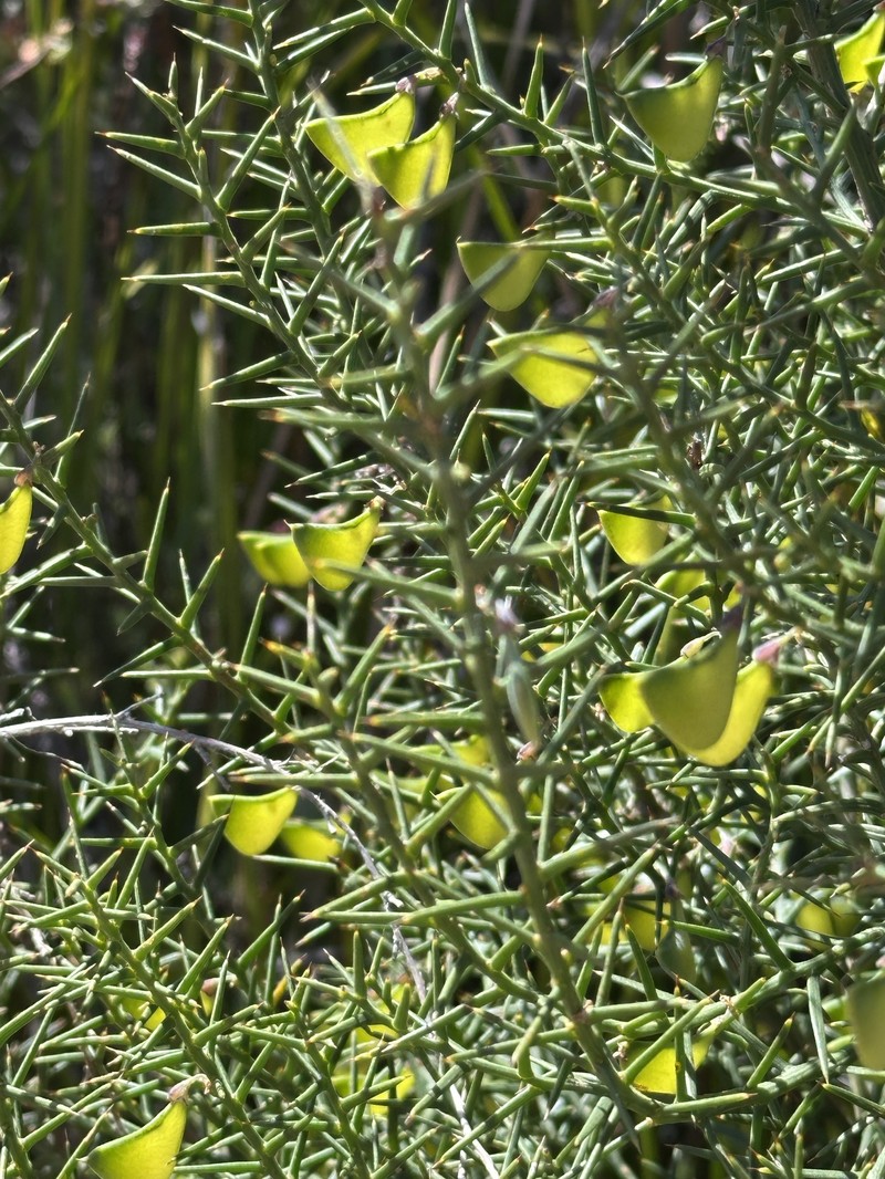 Daviesia asperula subsp. asperula photo 2