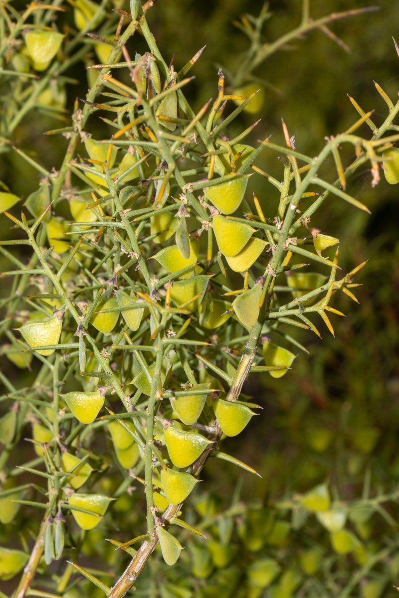Daviesia asperula subsp. asperula photo 3