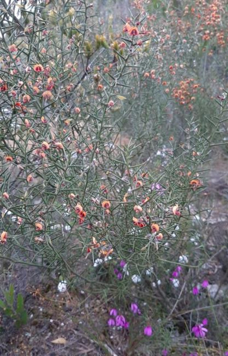 Daviesia asperula subsp. asperula photo 4