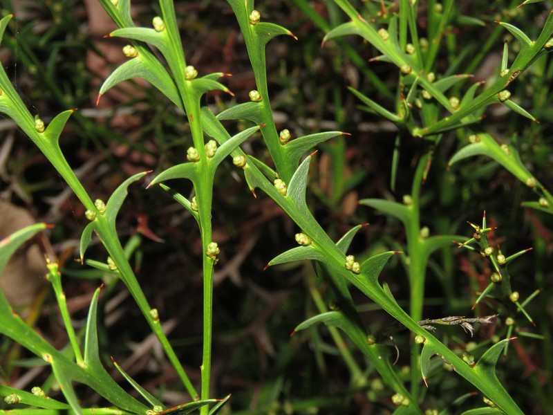 Daviesia decurrens subsp. decurrens