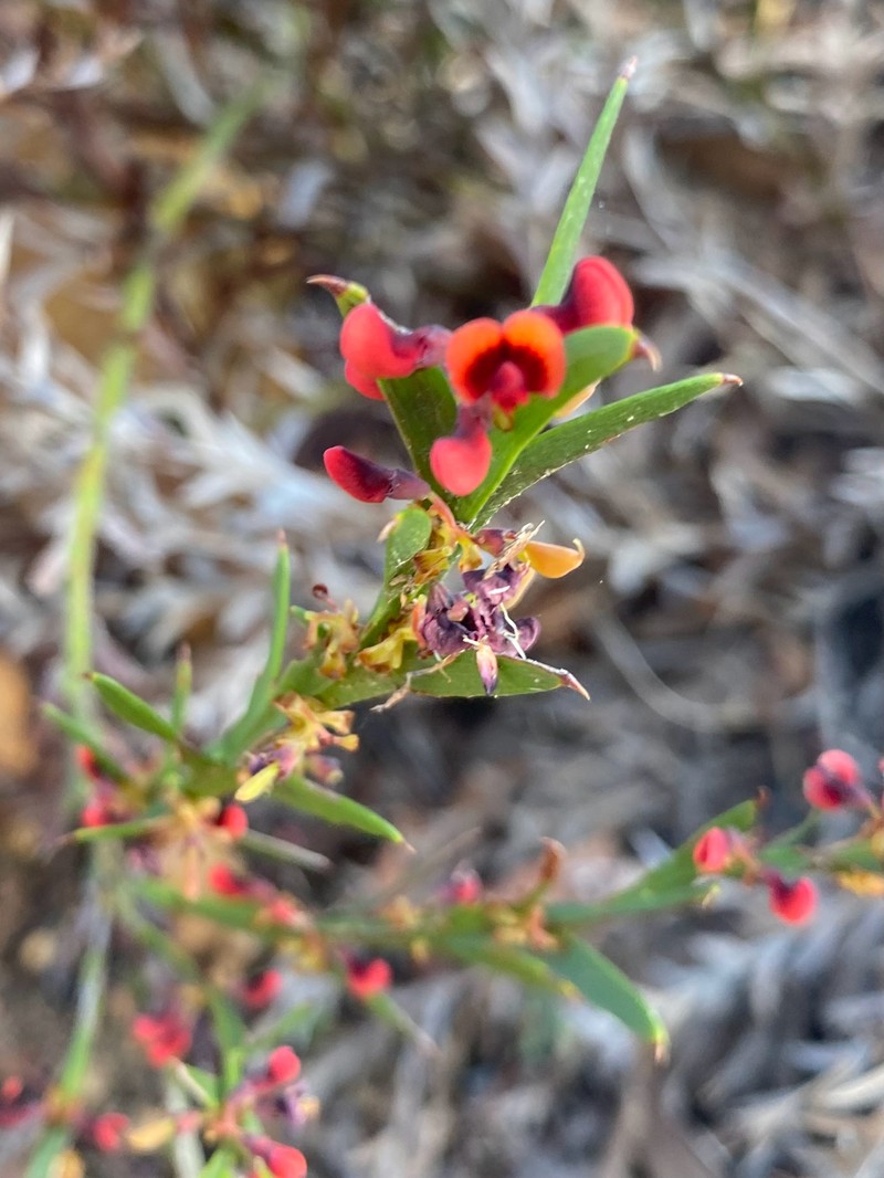 Daviesia decurrens subsp. decurrens photo 2
