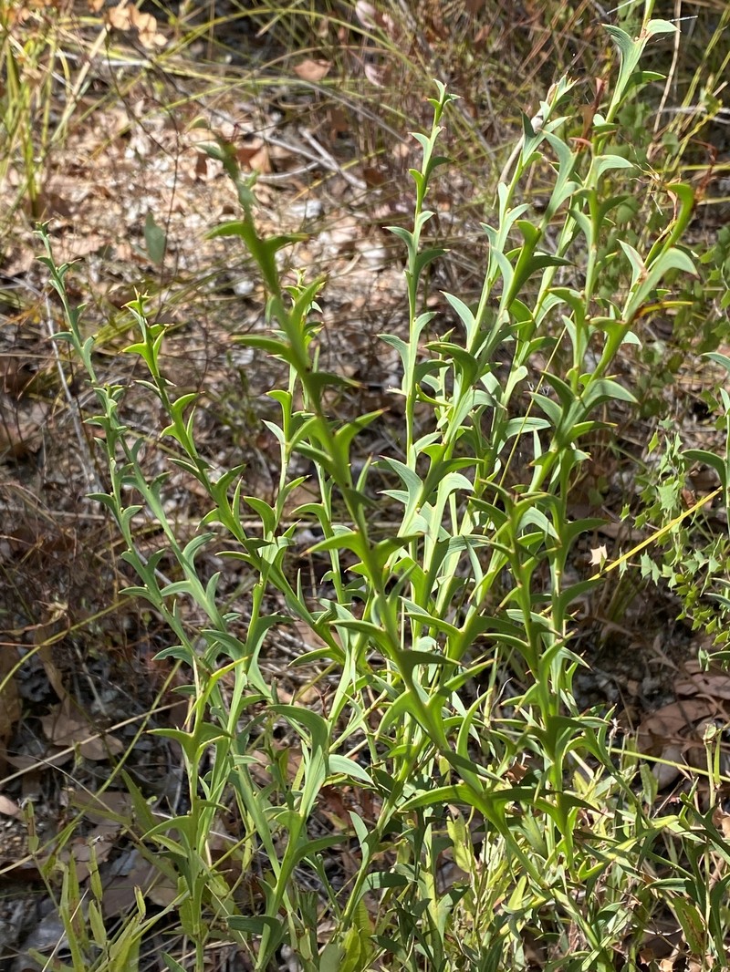 Daviesia decurrens subsp. decurrens photo 4