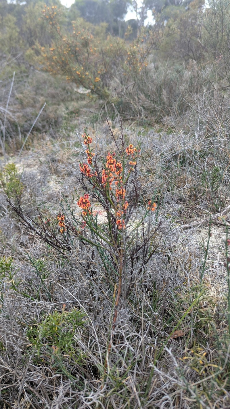 Daviesia decurrens subsp. hamata